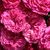 Rdeča - Vrtnica vzpenjalka - Chevy Chase